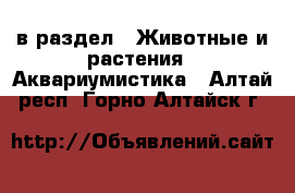  в раздел : Животные и растения » Аквариумистика . Алтай респ.,Горно-Алтайск г.